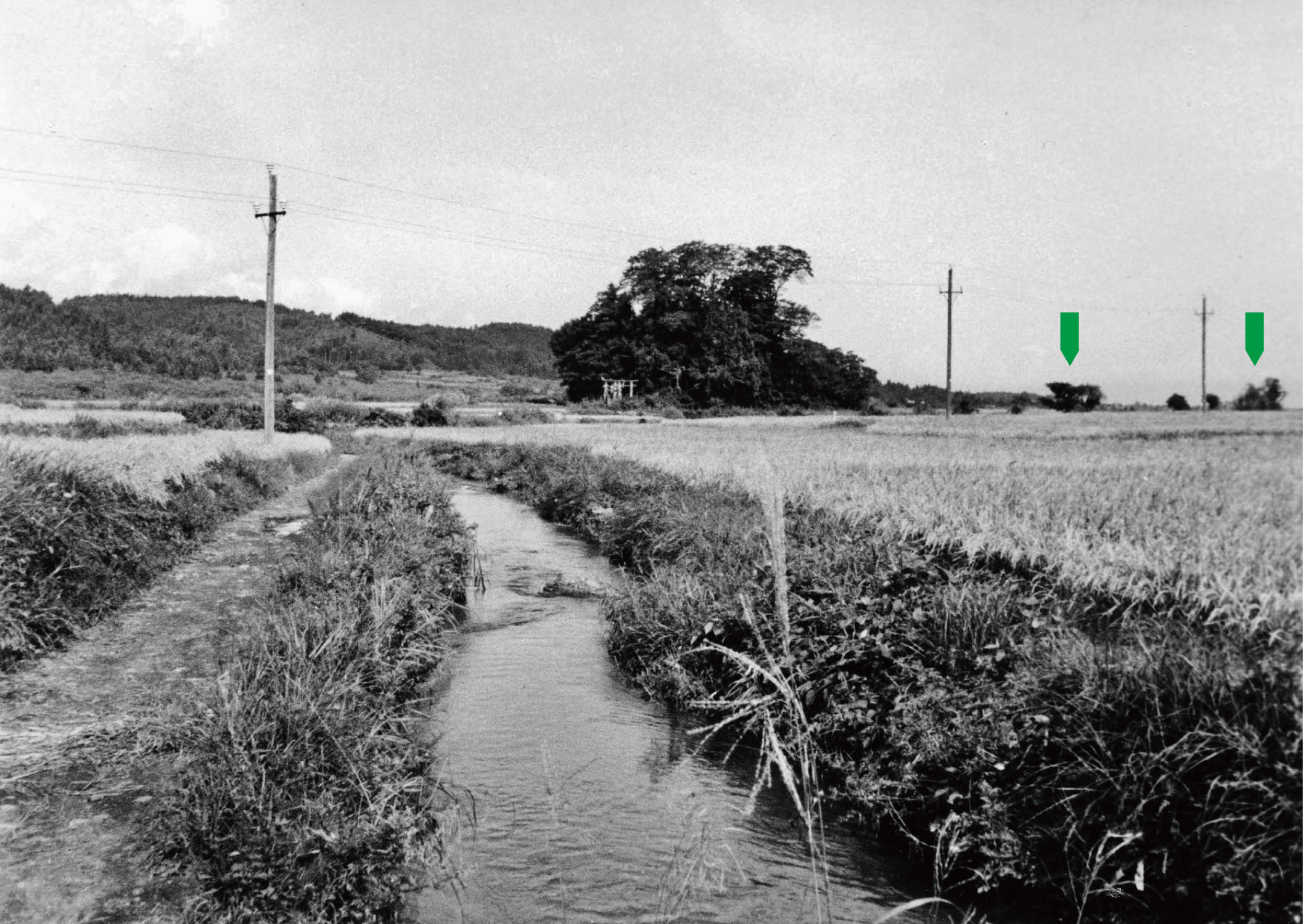 写真1　50年前の青森市高田の松ノ木（中央）付近。矢印（緑色）が“つむれ”。1961（昭和36）年9月撮影。